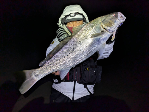 オオニベの釣果