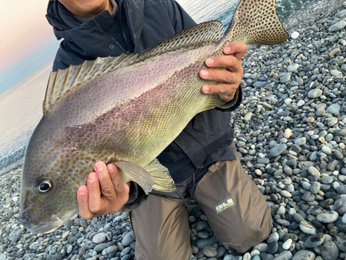 コロダイの釣果