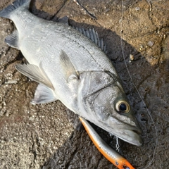 ヒラスズキの釣果