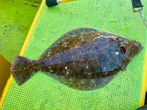 ムシガレイの釣果