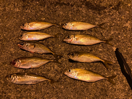 アジの釣果