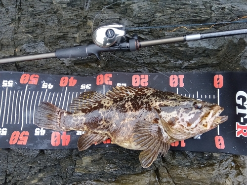 タケノコメバルの釣果