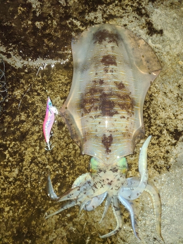 アオリイカの釣果