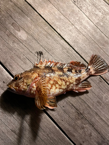 カサゴの釣果