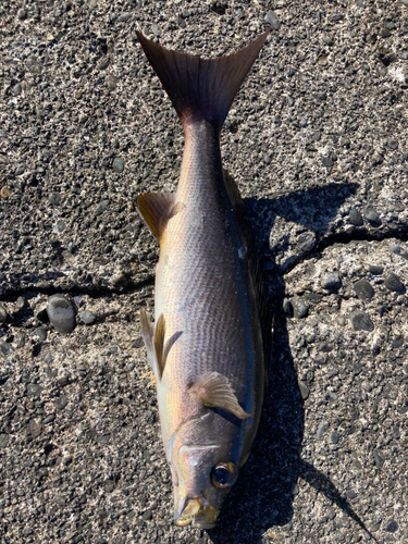 イサキの釣果