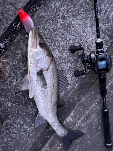 シーバスの釣果