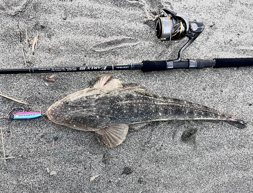 マゴチの釣果