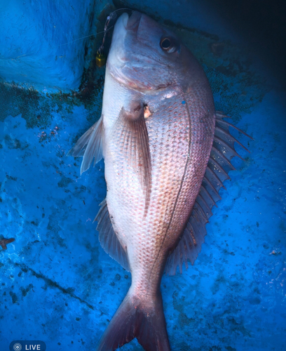 マダイの釣果