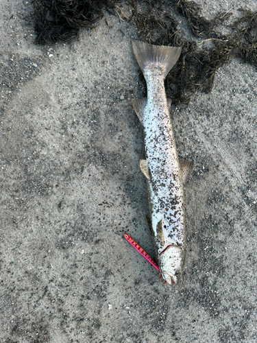 アメマスの釣果