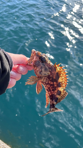 ガシラの釣果