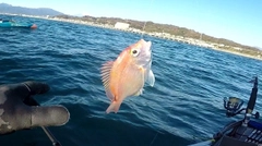 レンコダイの釣果