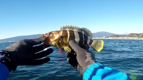 レンコダイの釣果