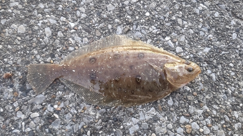 カレイの釣果