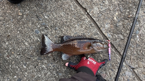 ユカタハタの釣果