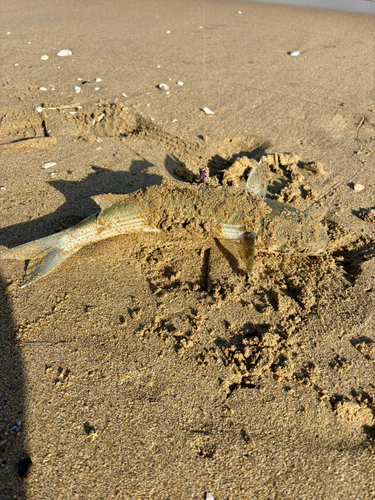 ボラの釣果