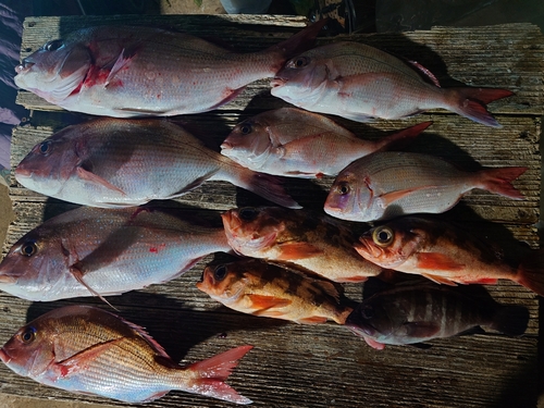 マダイの釣果