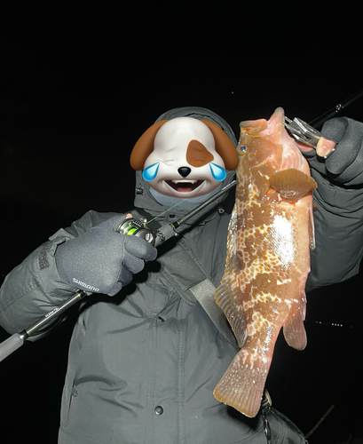 キジハタの釣果