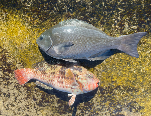 メジナの釣果