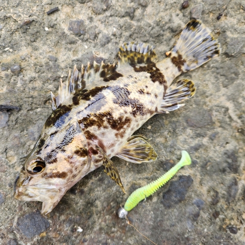 タケノコメバルの釣果