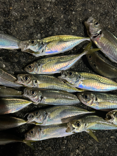 アジの釣果