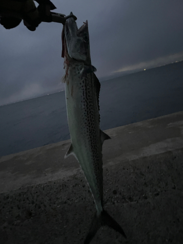 サゴシの釣果