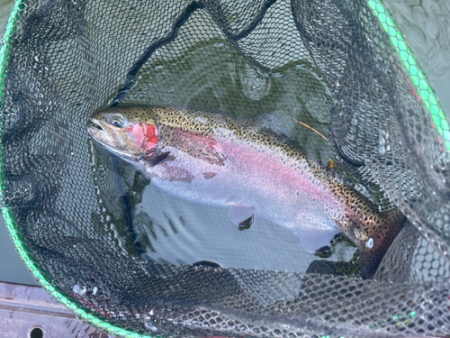 ニジマスの釣果