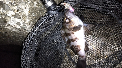 シロメバルの釣果