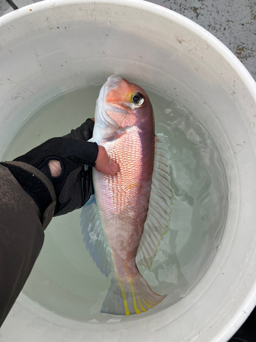 アマダイの釣果