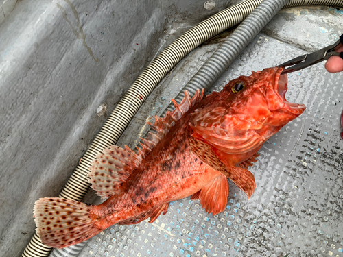 オニカサゴの釣果