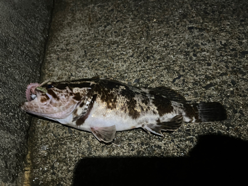 ベッコウゾイの釣果