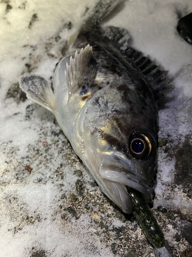 クロソイの釣果