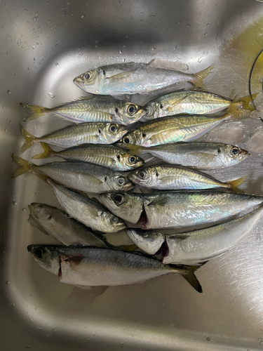 アジの釣果