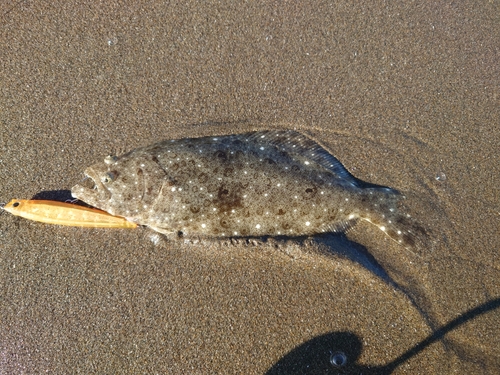 ソゲの釣果