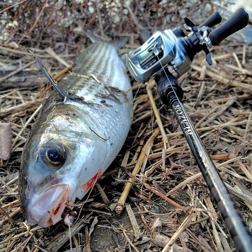 ボラの釣果