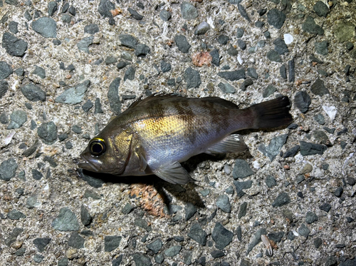 シロメバルの釣果