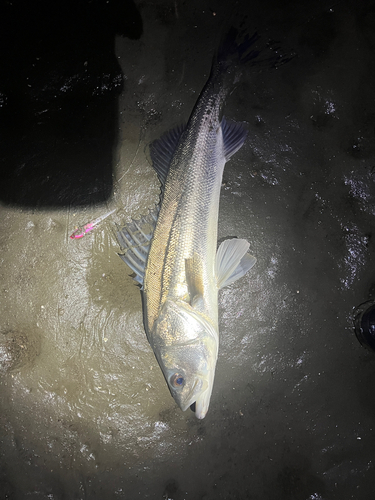 シーバスの釣果