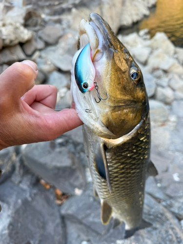 ニゴイの釣果