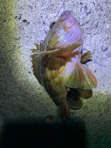 セントレア常滑港前島