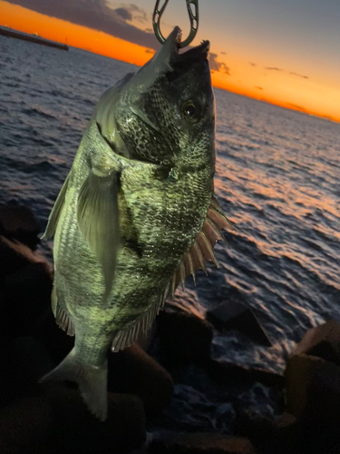 チヌの釣果