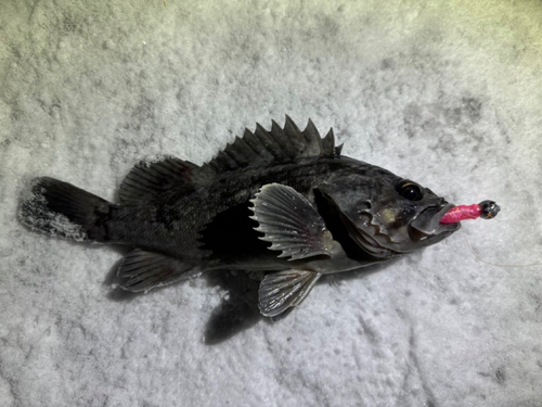 クロソイの釣果