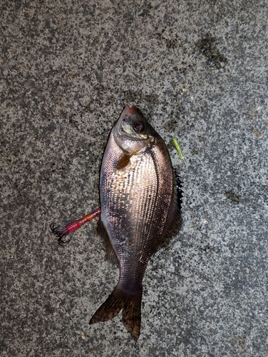 ウミタナゴの釣果