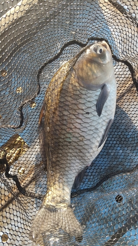 マブナの釣果