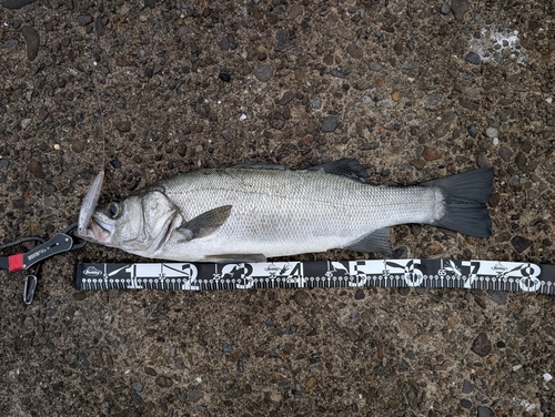 ヒラスズキの釣果