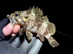 ムラソイの釣果