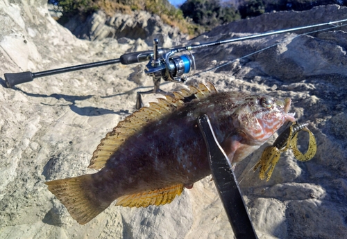 アカササノハベラの釣果