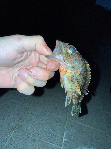 カサゴの釣果