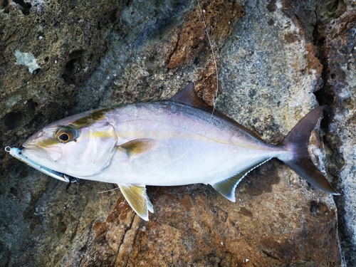 ショゴの釣果