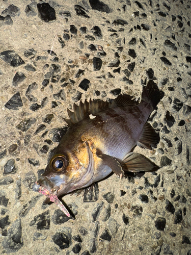 シロメバルの釣果