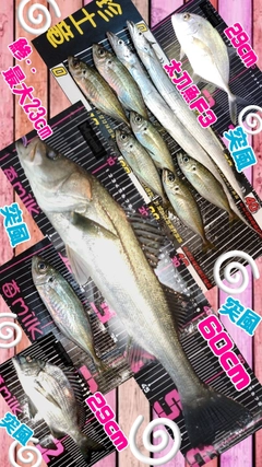 アジの釣果