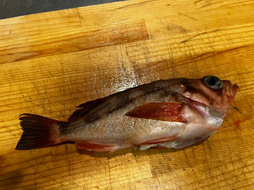 ウスメバルの釣果